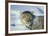 Snow Leopard Covered in Snow-DLILLC-Framed Photographic Print