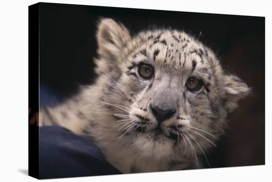 Snow Leopard Cub-DLILLC-Stretched Canvas