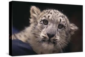 Snow Leopard Cub-DLILLC-Stretched Canvas