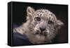 Snow Leopard Cub-DLILLC-Framed Stretched Canvas