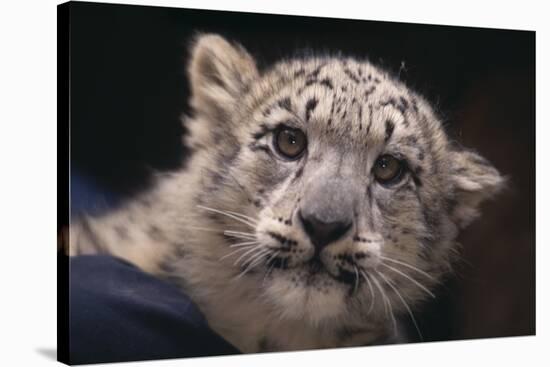 Snow Leopard Cub-DLILLC-Stretched Canvas