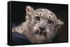 Snow Leopard Cub-DLILLC-Framed Stretched Canvas