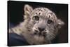 Snow Leopard Cub-DLILLC-Stretched Canvas