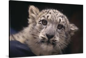 Snow Leopard Cub-DLILLC-Stretched Canvas