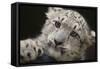 Snow Leopard Cub-DLILLC-Framed Stretched Canvas