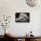 Snow Leopard Cub-DLILLC-Framed Stretched Canvas displayed on a wall