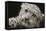 Snow Leopard Cub-DLILLC-Framed Stretched Canvas