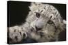 Snow Leopard Cub-DLILLC-Stretched Canvas