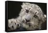 Snow Leopard Cub-DLILLC-Framed Stretched Canvas