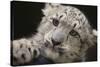 Snow Leopard Cub-DLILLC-Stretched Canvas