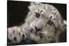 Snow Leopard Cub-DLILLC-Stretched Canvas