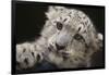 Snow Leopard Cub-DLILLC-Framed Photographic Print