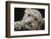 Snow Leopard Cub-DLILLC-Framed Photographic Print