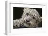 Snow Leopard Cub-DLILLC-Framed Photographic Print