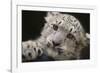 Snow Leopard Cub-DLILLC-Framed Photographic Print