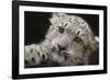 Snow Leopard Cub-DLILLC-Framed Photographic Print