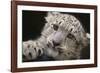 Snow Leopard Cub-DLILLC-Framed Photographic Print