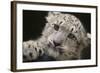 Snow Leopard Cub-DLILLC-Framed Photographic Print