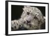 Snow Leopard Cub-DLILLC-Framed Photographic Print