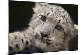 Snow Leopard Cub-DLILLC-Mounted Photographic Print