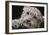 Snow Leopard Cub-DLILLC-Framed Photographic Print