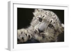 Snow Leopard Cub-DLILLC-Framed Photographic Print