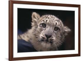 Snow Leopard Cub-DLILLC-Framed Photographic Print