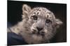 Snow Leopard Cub-DLILLC-Mounted Photographic Print