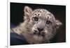 Snow Leopard Cub-DLILLC-Framed Photographic Print