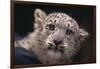 Snow Leopard Cub-DLILLC-Framed Photographic Print