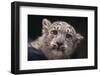 Snow Leopard Cub-DLILLC-Framed Photographic Print