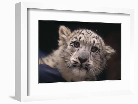 Snow Leopard Cub-DLILLC-Framed Photographic Print