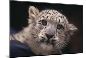 Snow Leopard Cub-DLILLC-Mounted Photographic Print