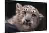 Snow Leopard Cub-DLILLC-Mounted Photographic Print