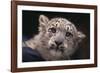 Snow Leopard Cub-DLILLC-Framed Photographic Print