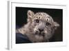 Snow Leopard Cub-DLILLC-Framed Photographic Print