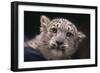 Snow Leopard Cub-DLILLC-Framed Photographic Print