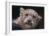 Snow Leopard Cub-DLILLC-Framed Photographic Print