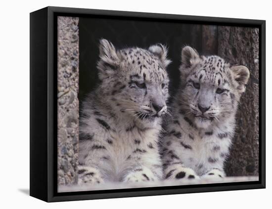 Snow Leopard Cubs-DLILLC-Framed Stretched Canvas