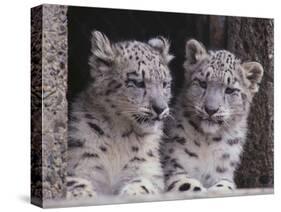 Snow Leopard Cubs-DLILLC-Stretched Canvas