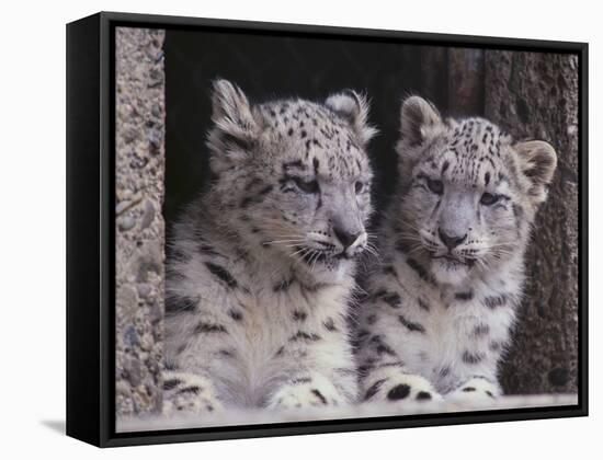 Snow Leopard Cubs-DLILLC-Framed Stretched Canvas