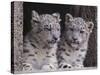 Snow Leopard Cubs-DLILLC-Stretched Canvas