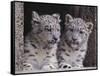 Snow Leopard Cubs-DLILLC-Framed Stretched Canvas