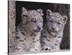 Snow Leopard Cubs-DLILLC-Stretched Canvas