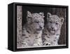 Snow Leopard Cubs-DLILLC-Framed Stretched Canvas