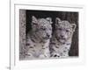 Snow Leopard Cubs-DLILLC-Framed Photographic Print