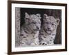 Snow Leopard Cubs-DLILLC-Framed Photographic Print