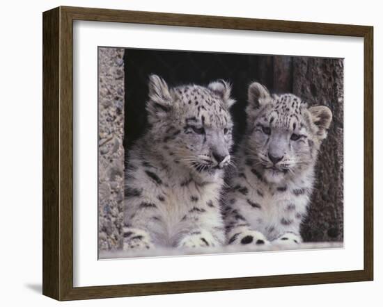 Snow Leopard Cubs-DLILLC-Framed Photographic Print