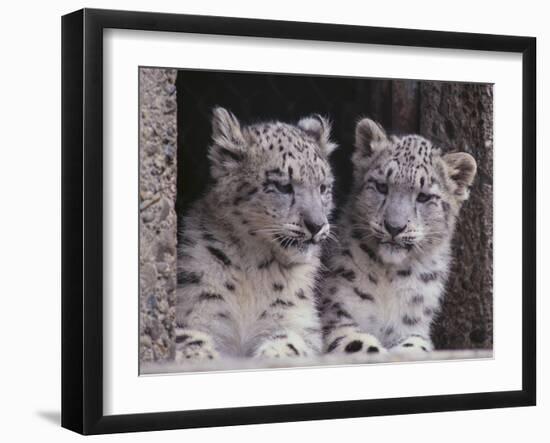 Snow Leopard Cubs-DLILLC-Framed Photographic Print