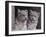 Snow Leopard Cubs-DLILLC-Framed Photographic Print